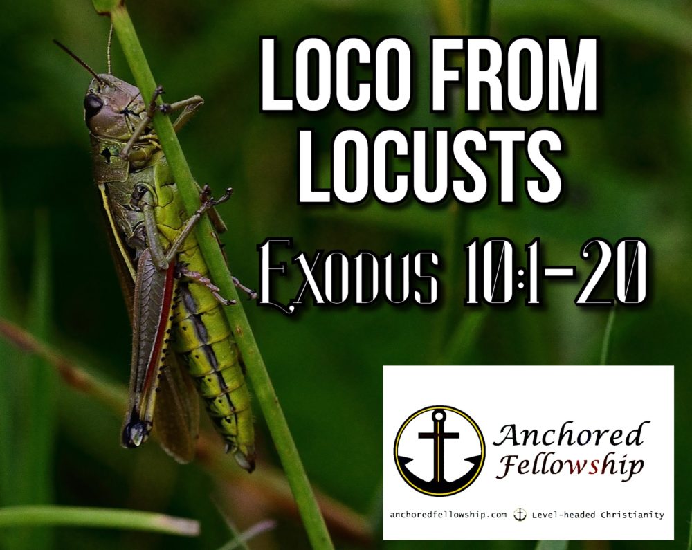 Loco From Locusts Image